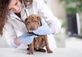 Vet with a stethoscope examines the Shar Pei dog Royalty Free Stock Photo