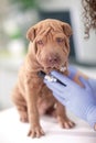 Vet with a stethoscope examines the Shar Pei dog Royalty Free Stock Photo