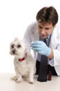 Vet treating a pet dog