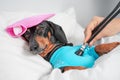Vet using a stethoscope checks the health of a sick dog of a Dachshund breed, which lies in a veterinary hospital with a pink