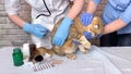 Vet vaccinating ginger cat with syringe. Doctor assistant Royalty Free Stock Photo
