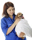 Vet Volunteer Comforting the Patient Royalty Free Stock Photo