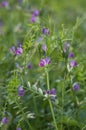 Vetches Vicia sativa. Royalty Free Stock Photo