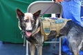 Veteran German Shepherd Service Dog