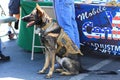Veteran German Shepherd Service Dog Royalty Free Stock Photo
