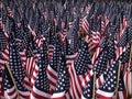 Veterans day flags in patriotic background image, red white and blue american flags for memorial day, 4th of July, and veterans da Royalty Free Stock Photo