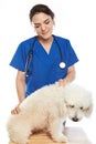 Veterinar check dog