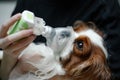 Veterinar doctor saving King Cavalier Charles coker spaniel dog mask inhalation nebulizer allergy, cough, sick. Close up