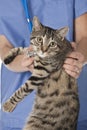 Caucasian woman Veterinarian examining a kitten