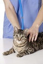 Beautiful Caucasian woman Veterinarian examining a kitten