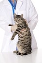 Beautiful Caucasian woman Veterinarian examining a kitten Royalty Free Stock Photo