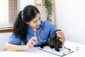 Veterinarian or animal nurse administers medication to cats who are being treated for flu in a veterinary hospital Royalty Free Stock Photo