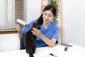 Veterinarian or animal nurse will examine your cat`s physical Royalty Free Stock Photo