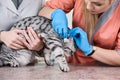 Veterinarian treatment in clinic Royalty Free Stock Photo