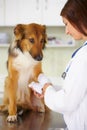 Veterinarian, bandage or dog at veterinary clinic in an emergency healthcare inspection or accident. Doctor, helping or
