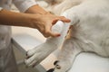 veterinarian bandaging paw of a dog in vet clinic Royalty Free Stock Photo