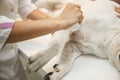 veterinarian bandaging paw of a dog in vet clinic Royalty Free Stock Photo