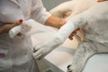 veterinarian bandaging paw of a dog in vet clinic Royalty Free Stock Photo