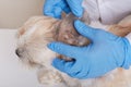 Veterinarian in blue latex gloves checking ear of sick dog in veterinary clinic, faceless vet examining puppy, ill domestic animal Royalty Free Stock Photo
