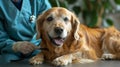 Veterinarian in blue uniform with stethoscope performing a routine examination of a dog in a vet clinic. Close-up Royalty Free Stock Photo