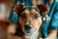 Veterinarian in blue uniform with stethoscope performing a routine examination of a dog in a vet clinic. Close-up Royalty Free Stock Photo