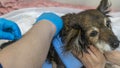 Veterinarian Caring For Injured and homeless Dog. Dog weasel hand on vet Royalty Free Stock Photo