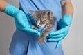 A veterinarian cat doctor in a medical uniform and gloves is holding a gray kitty in pocket. Veterinary clinic Royalty Free Stock Photo