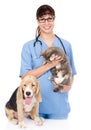 Veterinarian with cat and dog. isolated on white background Royalty Free Stock Photo