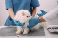 Veterinarian - cat receiving medication