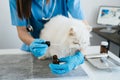 Veterinarian - cat receiving medication