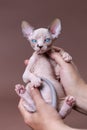 Veterinarian of cattery is holding kitten of Canadian Sphynx breed in hands. Brown background Royalty Free Stock Photo