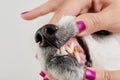 Veterinarian check dog teeth Royalty Free Stock Photo