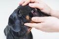 Veterinarian check on the eyes of a dog dachshund. conjunctivitis eyes of dog. Medical and Health care of pet concept