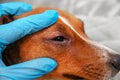 Veterinarian check on the eyes of a dog dachshund. conjunctivitis eyes of dog. Medical and Health care of pet concept Royalty Free Stock Photo