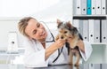 Veterinarian checking dog with stethoscope Royalty Free Stock Photo