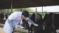 Veterinarian checking on his livestock and quality of milk in the dairy farm .Agriculture industry, farming and animal husbandry Royalty Free Stock Photo