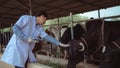 Veterinarian checking on his livestock and quality of milk in the dairy farm .Agriculture industry, farming and animal husbandry Royalty Free Stock Photo