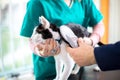Veterinarian checking microchip of cat Royalty Free Stock Photo