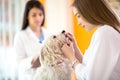 Veterinarian checking teeth of Maltese dog Royalty Free Stock Photo