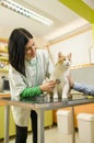 Veterinarian checking white-orange cat