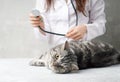 Veterinarian checks the cat with the stethoscope