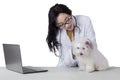 Veterinarian checks the cleanliness of dog fur Royalty Free Stock Photo