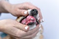 Veterinarian checks dental health of Welsh corgi Pembroke puppy, holding lips of animal with hands, close up. Handler