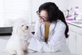 Veterinarian checks the dog cleanliness Royalty Free Stock Photo