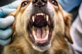 A veterinarian checks the dog close-up