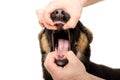 The veterinarian checks the dog's teeth