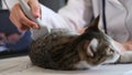 Veterinarian checks kidneys of furry cat with ultrasound Royalty Free Stock Photo