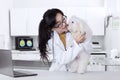 Veterinarian checks the maltese dog cleanliness Royalty Free Stock Photo