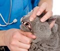 The veterinarian checks teeth to a cat