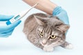 Veterinarian checks temperature of a domestic cat in the clinic. Infections and pet health. Modern digital thermometer